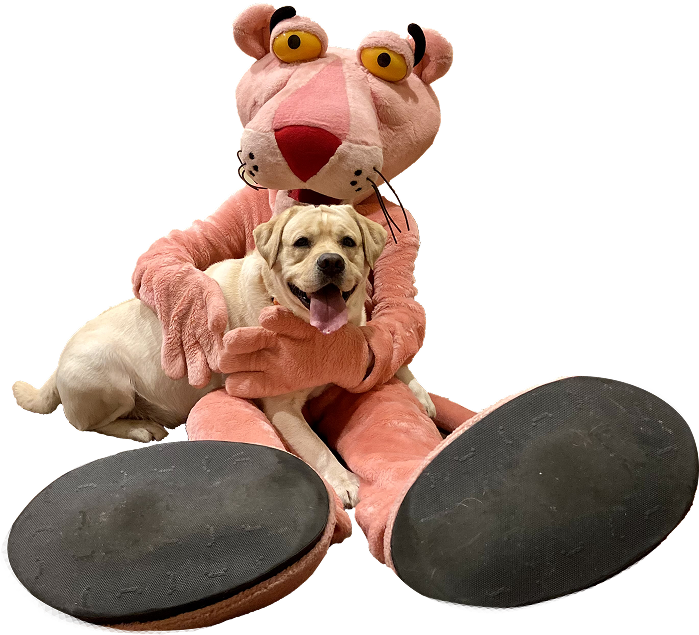 Yellow Lab and Pink Panther Mascot