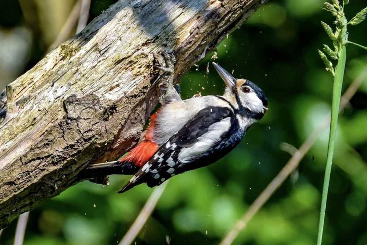 Are Woodpeckers or Squirrels Destroying Your Home